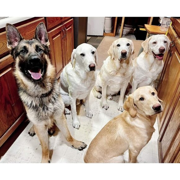 Lab Lounge Bundle - Picture 13 of 14